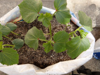 IMGP0443
