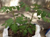 IMGP0438