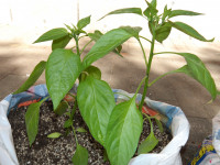 IMGP0435